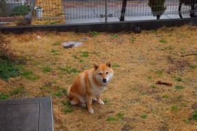 开云体育登录入口-水球荷兰女队展现大赛气质，女子水球决赛荷兰