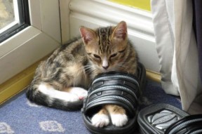 开云ky官网-未来发展的制胜法宝：Chinese Taipei团队的成长路径，taipei of china