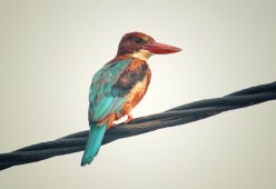 开云体育链接-“羽毛球选手超常发挥，简阳文体中心赛场火爆”