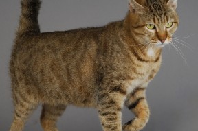 开云体育链接-勒沃库森通过中路穿插打破防御铺垫机会，勒沃库森百度百科