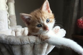 开云体育app-美国队赛制解析：如何通过优化赛制配置提升整体稳定性，美国队比赛结果