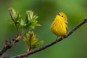 开云官方网-女子200蝶起跳弹跳力分析，女子两百米蝶泳