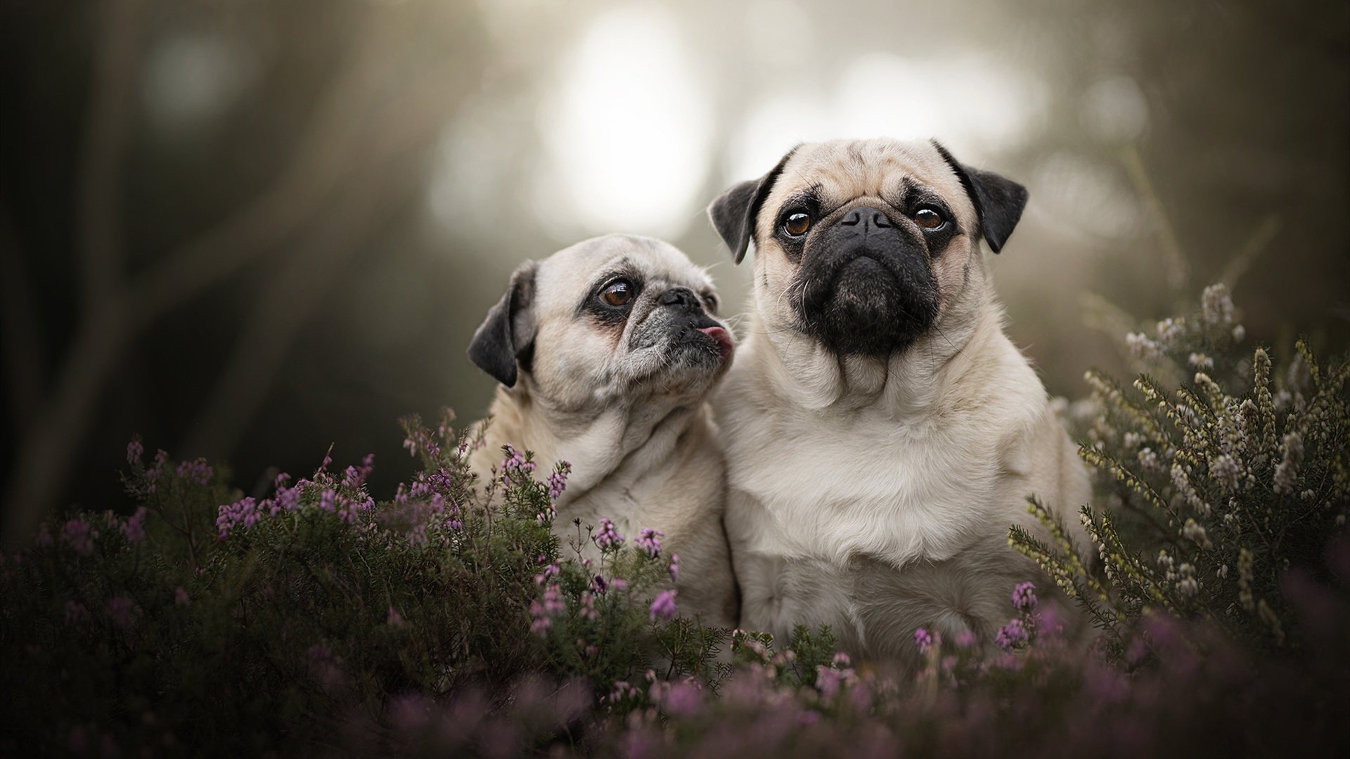 中轮换战略对减少崩盘风险与战术合理性意义,轮换机制说明