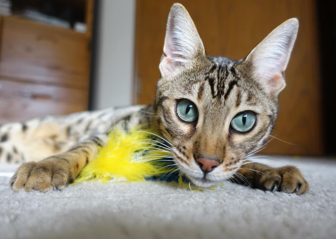 乒乓盛事：2024混合团体世界杯赛制全面解析，2022乒乓球团体世锦赛