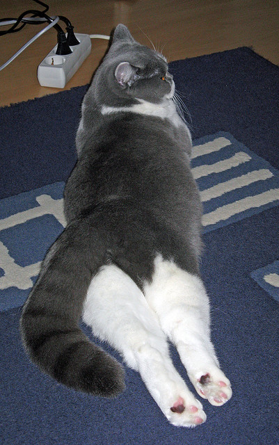 勒沃库森通过中路穿插打破防御铺垫机会，勒沃库森百度百科