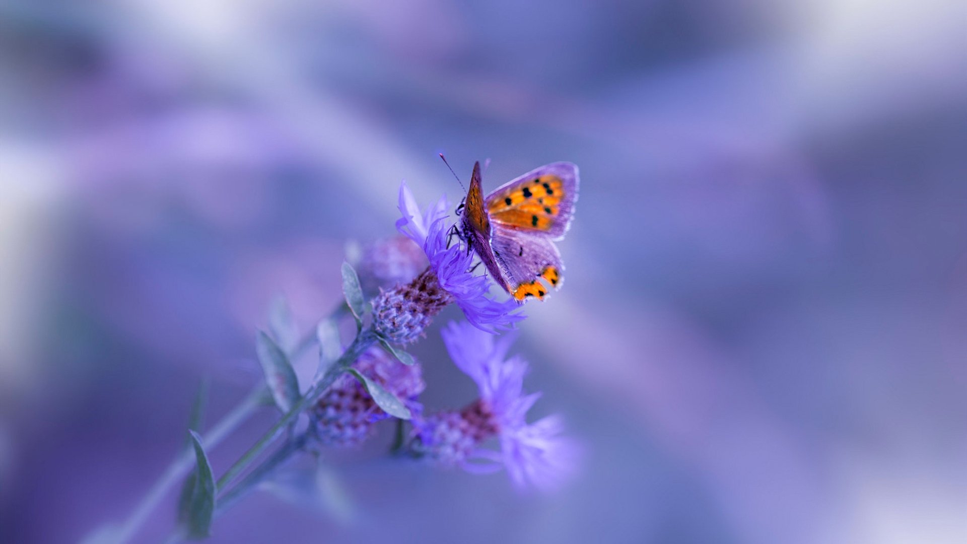 外教更替周期与俱乐部目标脱节