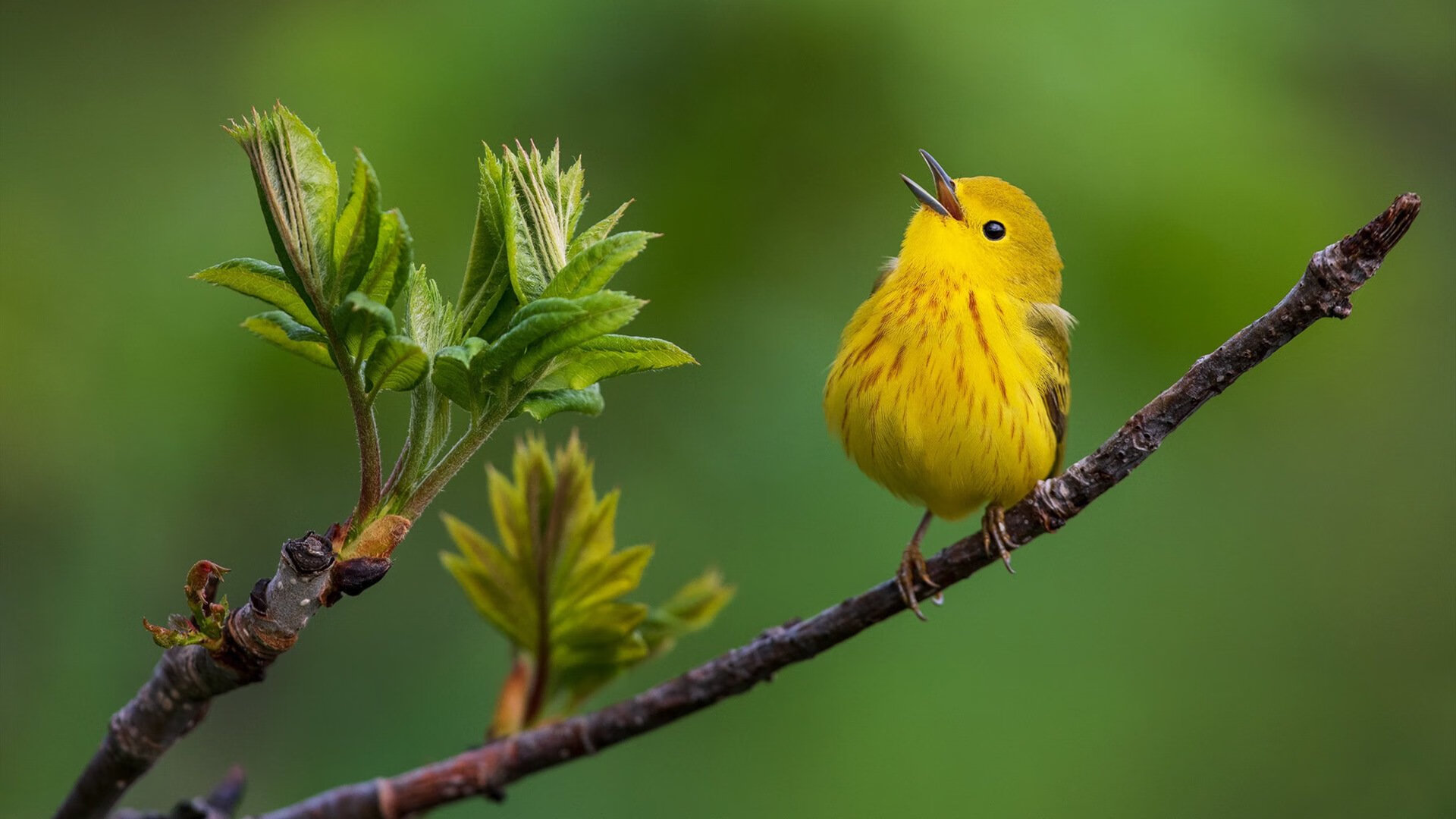 女子200蝶起跳弹跳力分析，女子两百米蝶泳