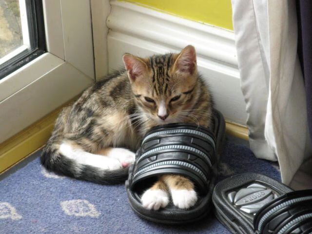 未来发展的制胜法宝:Chinese Taipei团队的成长路径,taipei of china