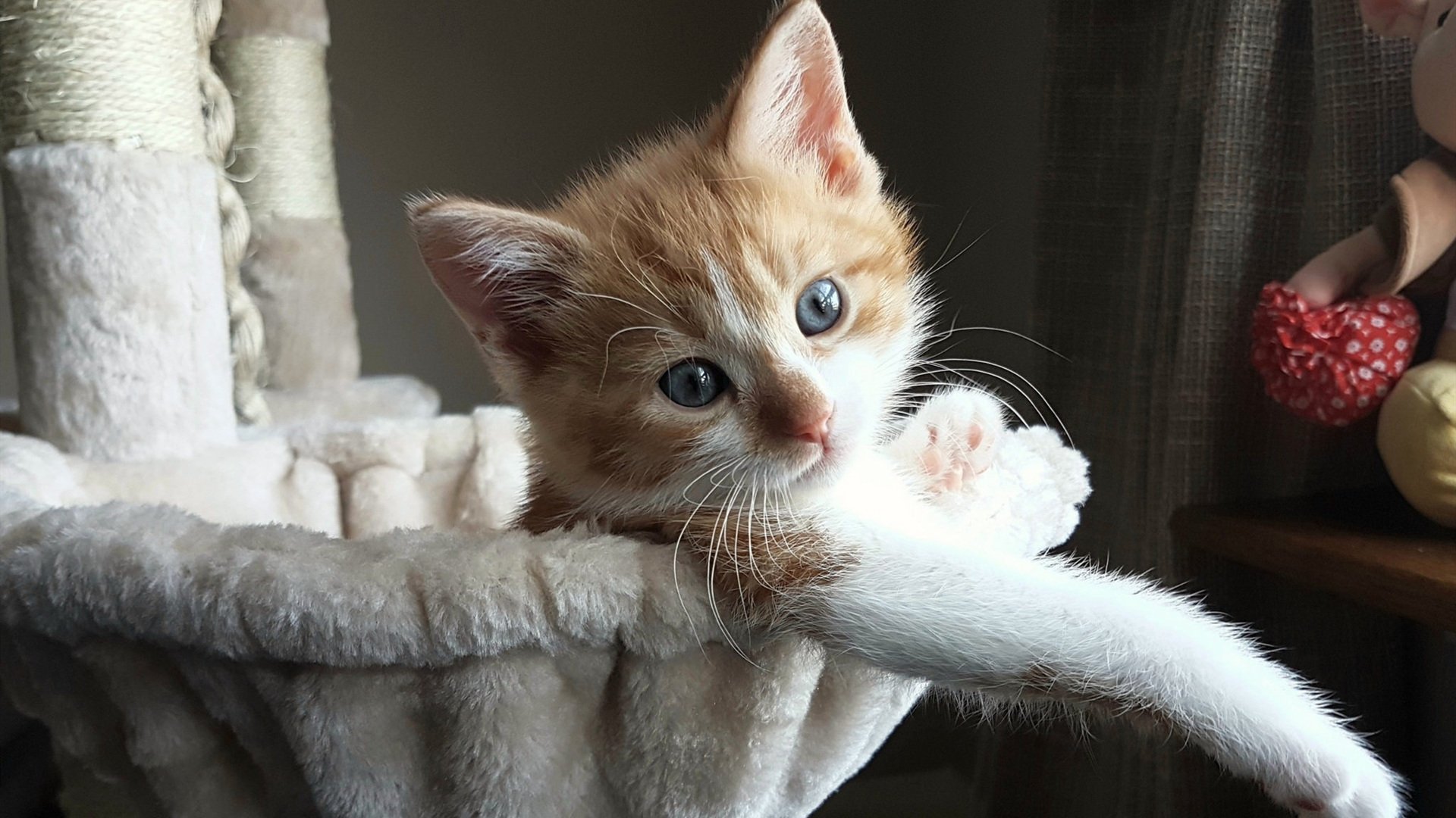 美国队赛制解析：如何通过优化赛制配置提升整体稳定性，美国队比赛结果