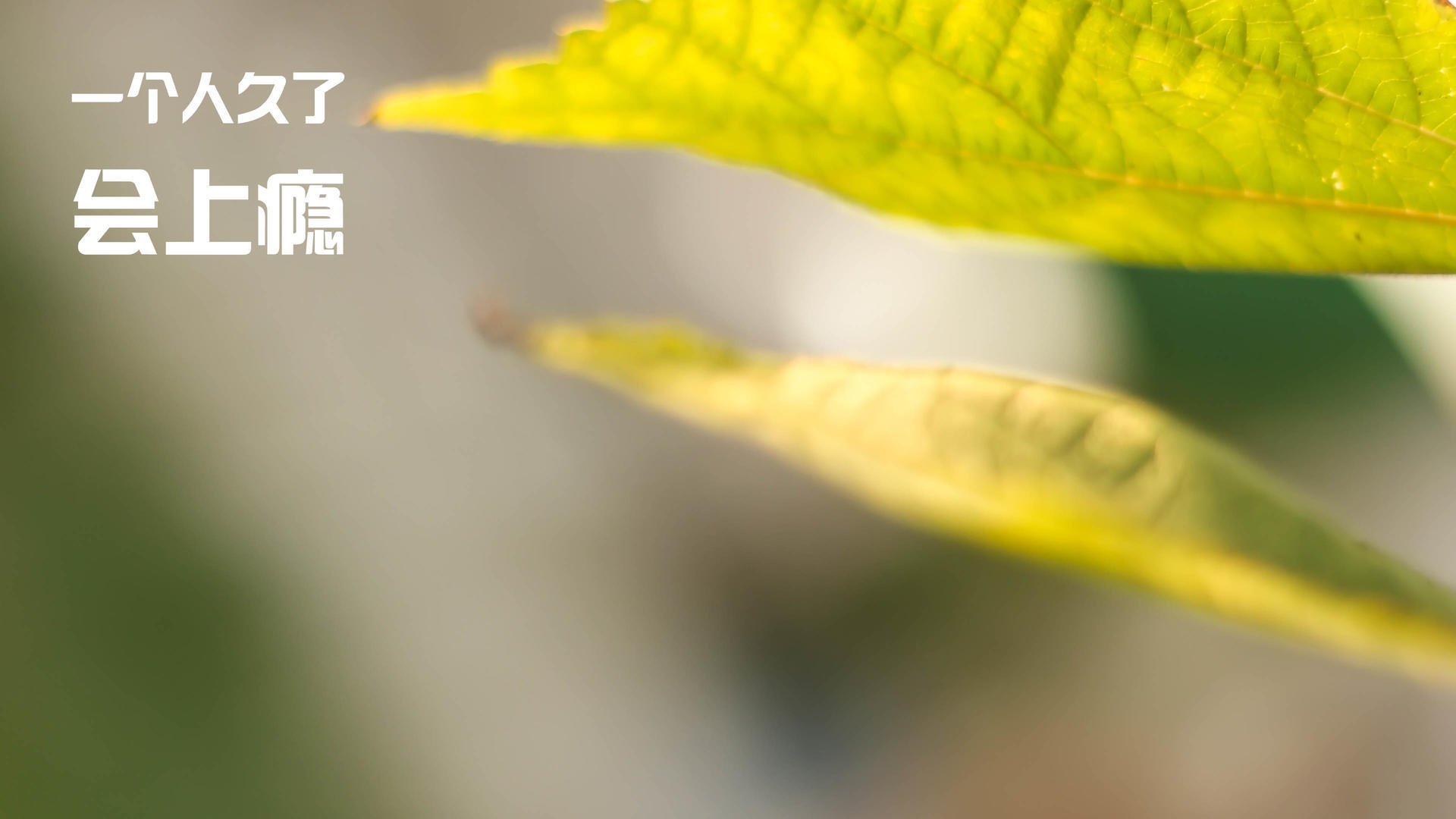 “费尔南多·比亚尔巴的传球与踢球技巧,助力美洲狮队突破瓶颈”