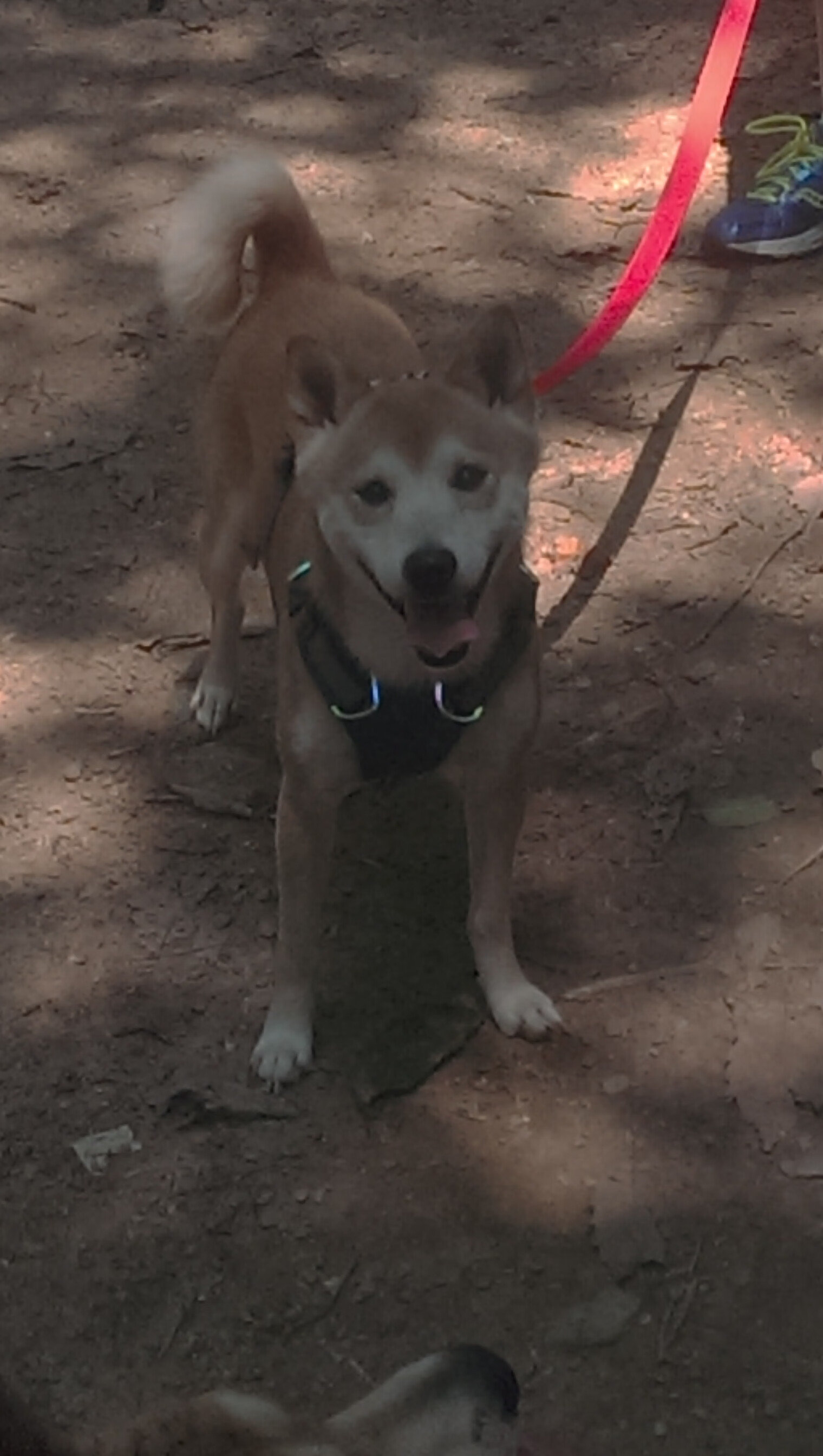 乌干达男篮在非洲锦标赛中拼搏，篮球运动不断发展