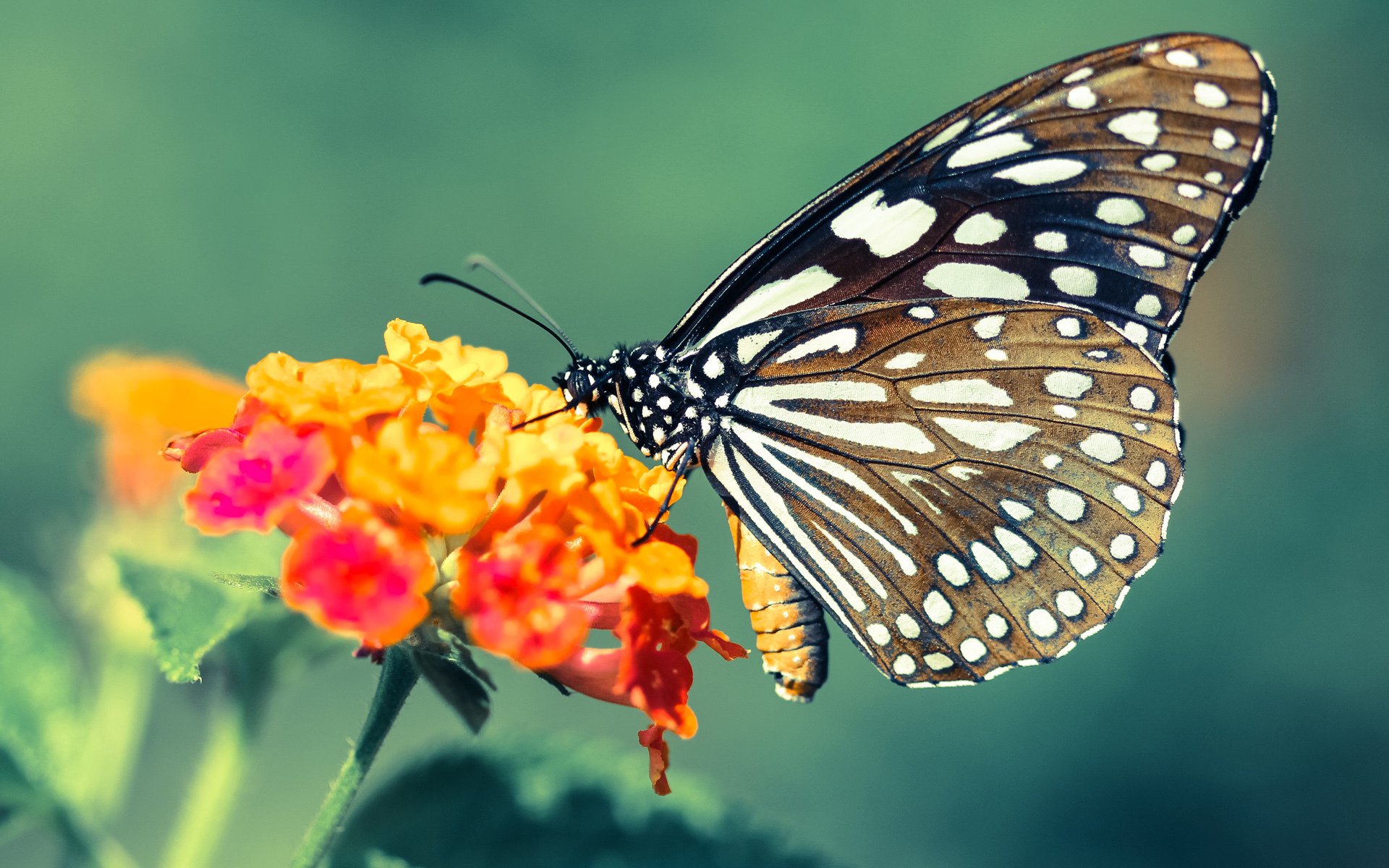 伊朗男篮在亚洲预赛中冲击奥运,积蓄实力迎战未来,伊朗男篮2021