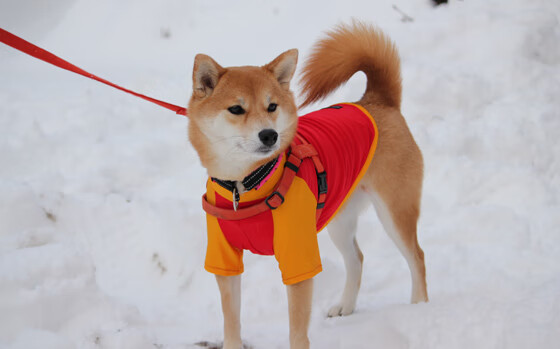 体育赛事媒体传播新动向，体育赛事的宣传方法