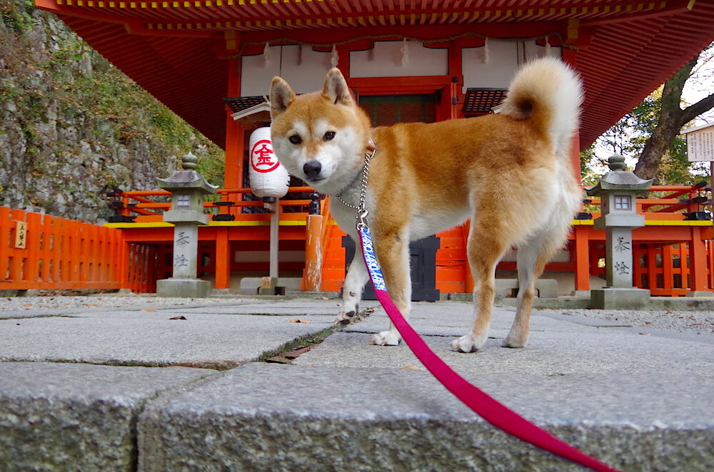 意甲场场精彩：场面火爆，比分胶着，意甲及时比分