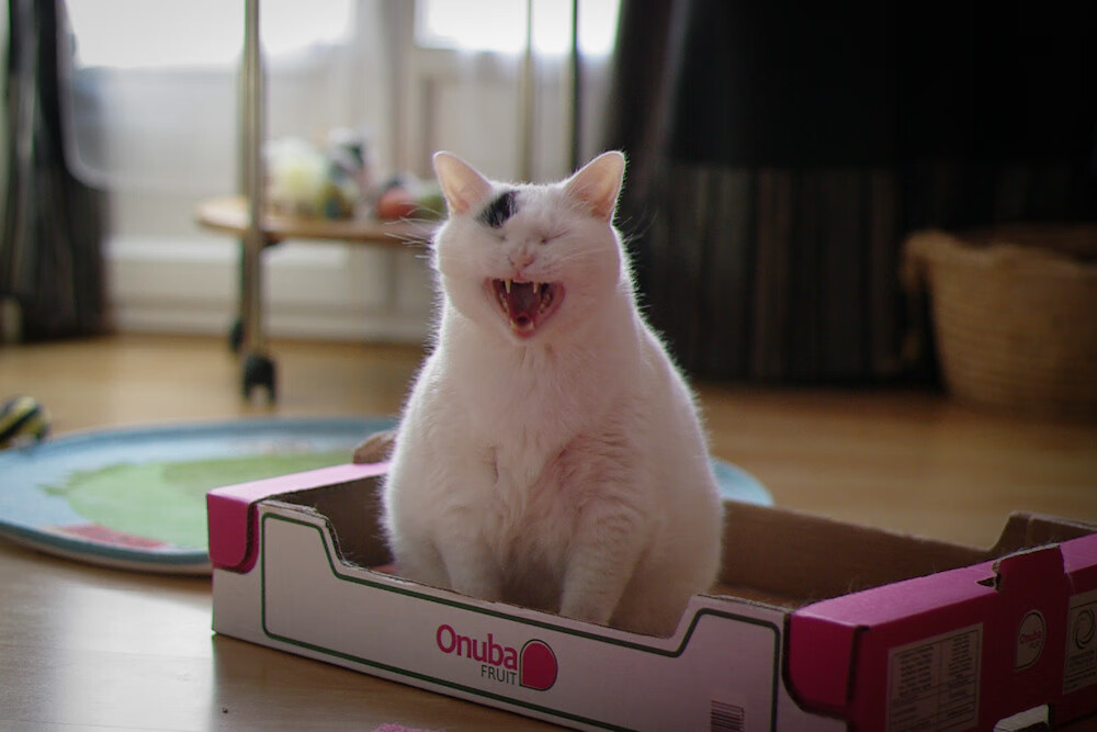 新西兰男队如何保持在全球橄榄球中的竞争优势？，新西兰橄榄球队服