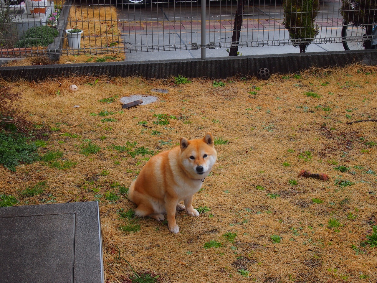 水球荷兰女队展现大赛气质,女子水球决赛荷兰